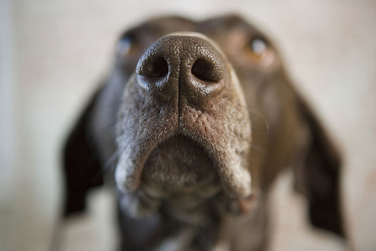 MON CHIEN A UNE HALEINE DE DRAGON : QUE FAIRE ?